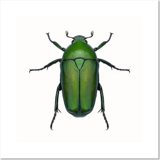 Emerald Scarab Beetle Posters and Art